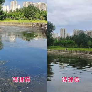 辽阳市客户太子河水草清理效果展示